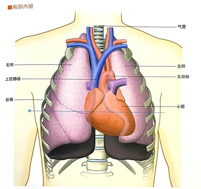 當(dāng)胸痛來襲，身體在“警報”什么？—— 一位放射科技師的科普